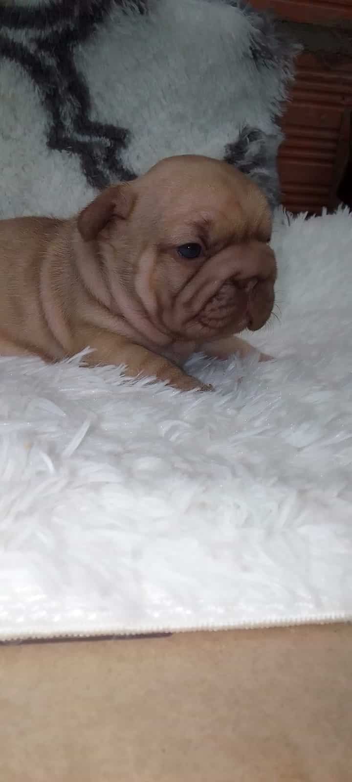 A Comprehensive Guide to French Bulldogs: Breed Overview and Care Tips - 4