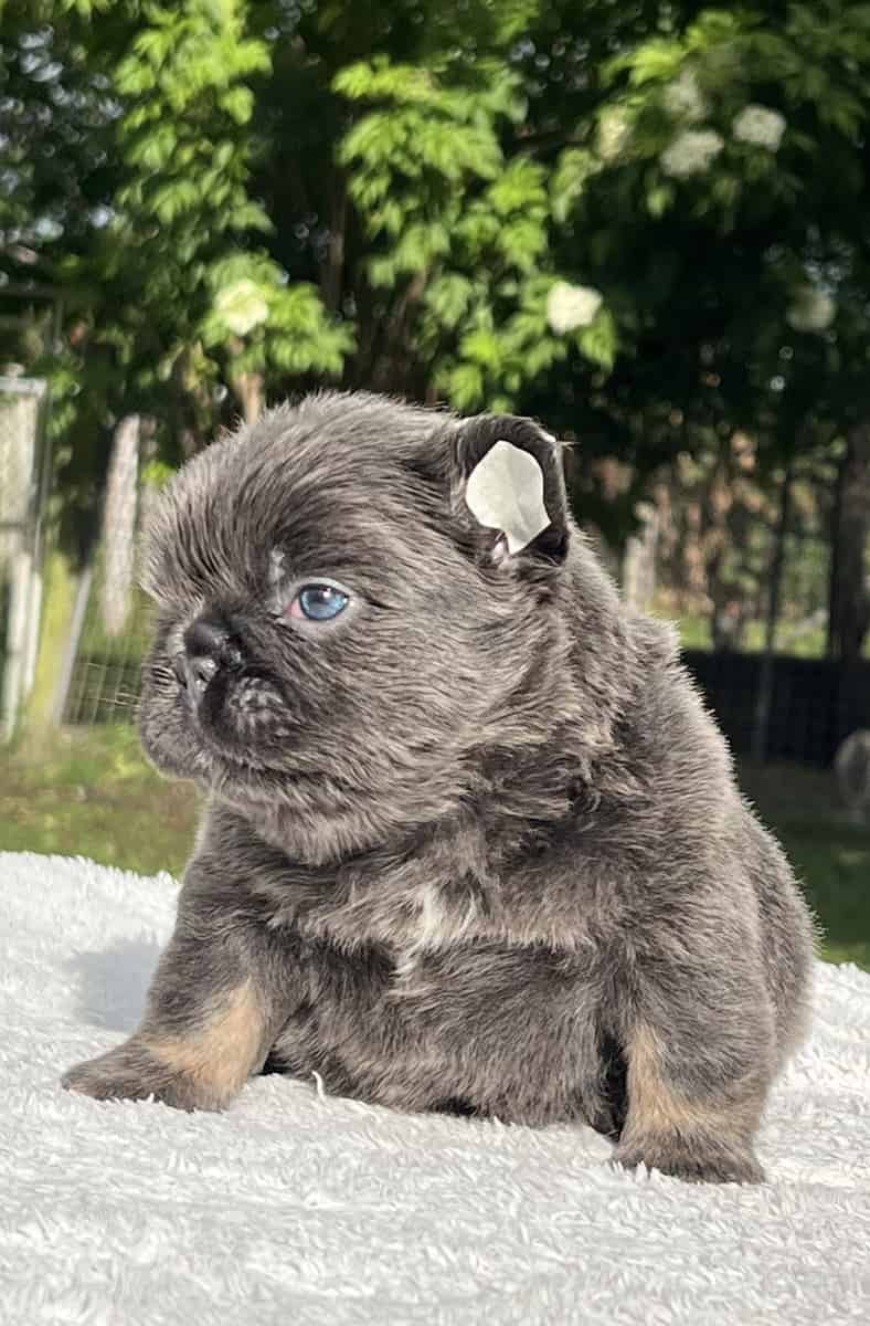 English Bulldogs Mini Male available , Master Bulldogs Ronco & Arturo - 4