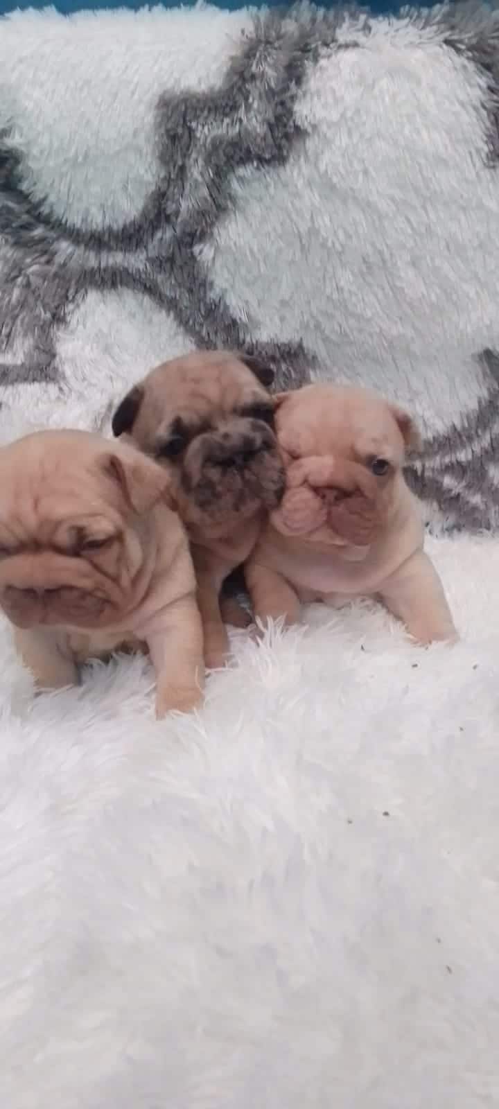 A Comprehensive Guide to French Bulldogs: Breed Overview and Care Tips