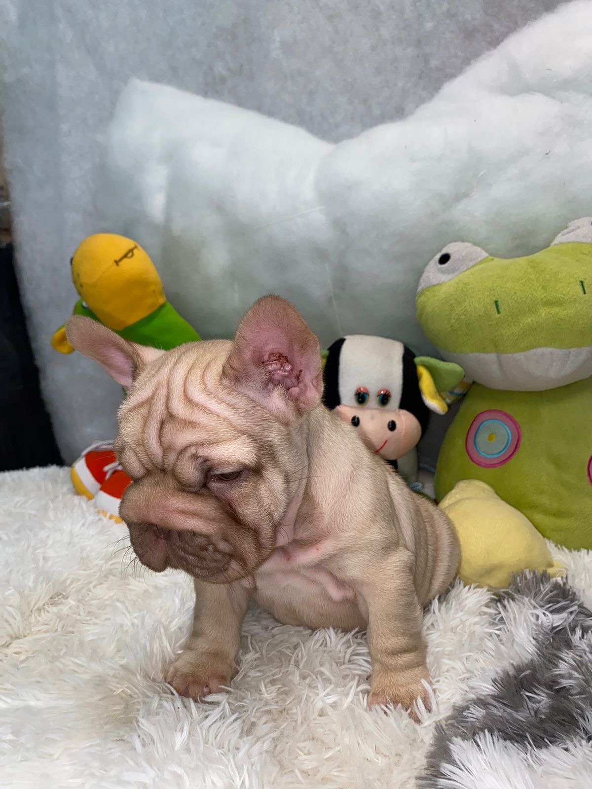 English Bulldogs: History, Temperament, and Training - 4