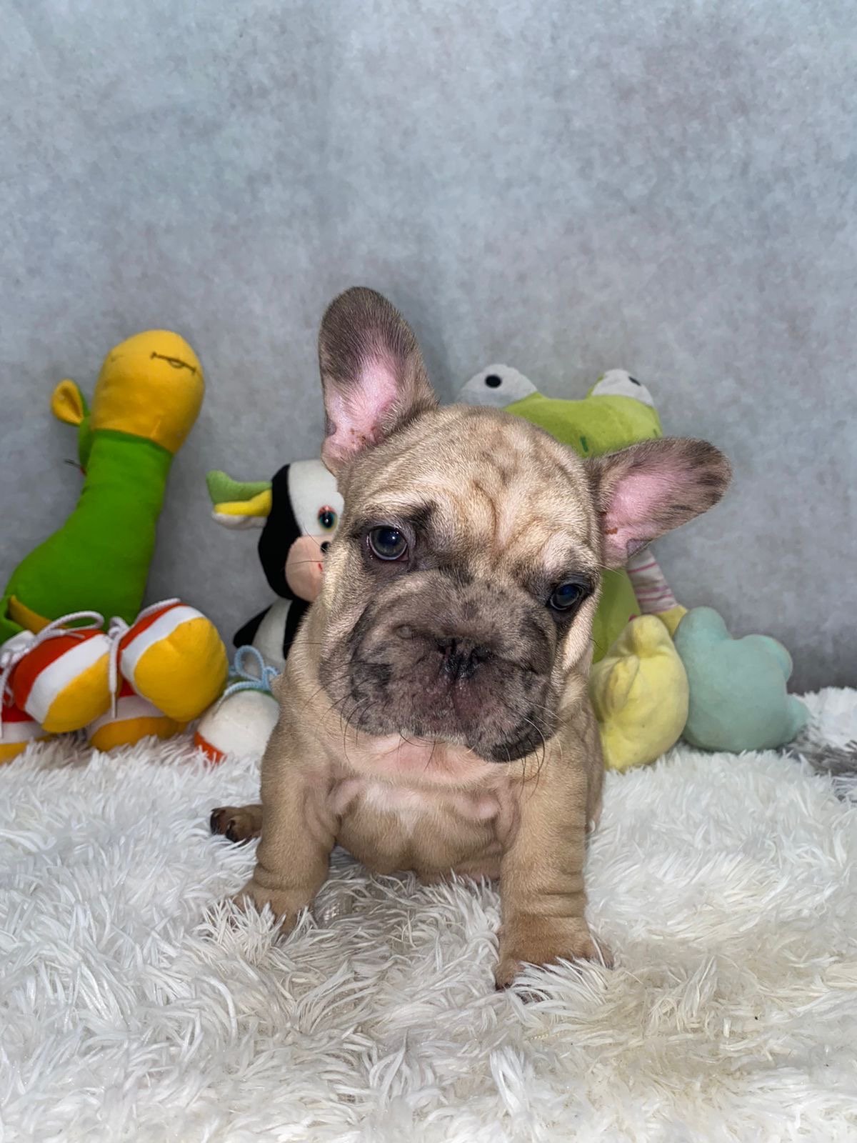 French Bulldog Big Rope Female , Master Bulldogs Paty. - 2
