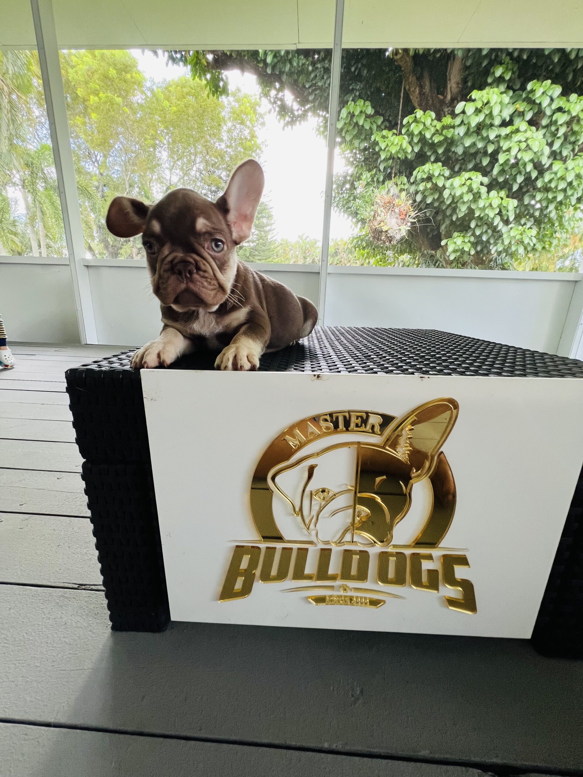 Big Rope Frenchies: Unraveling their Genetics