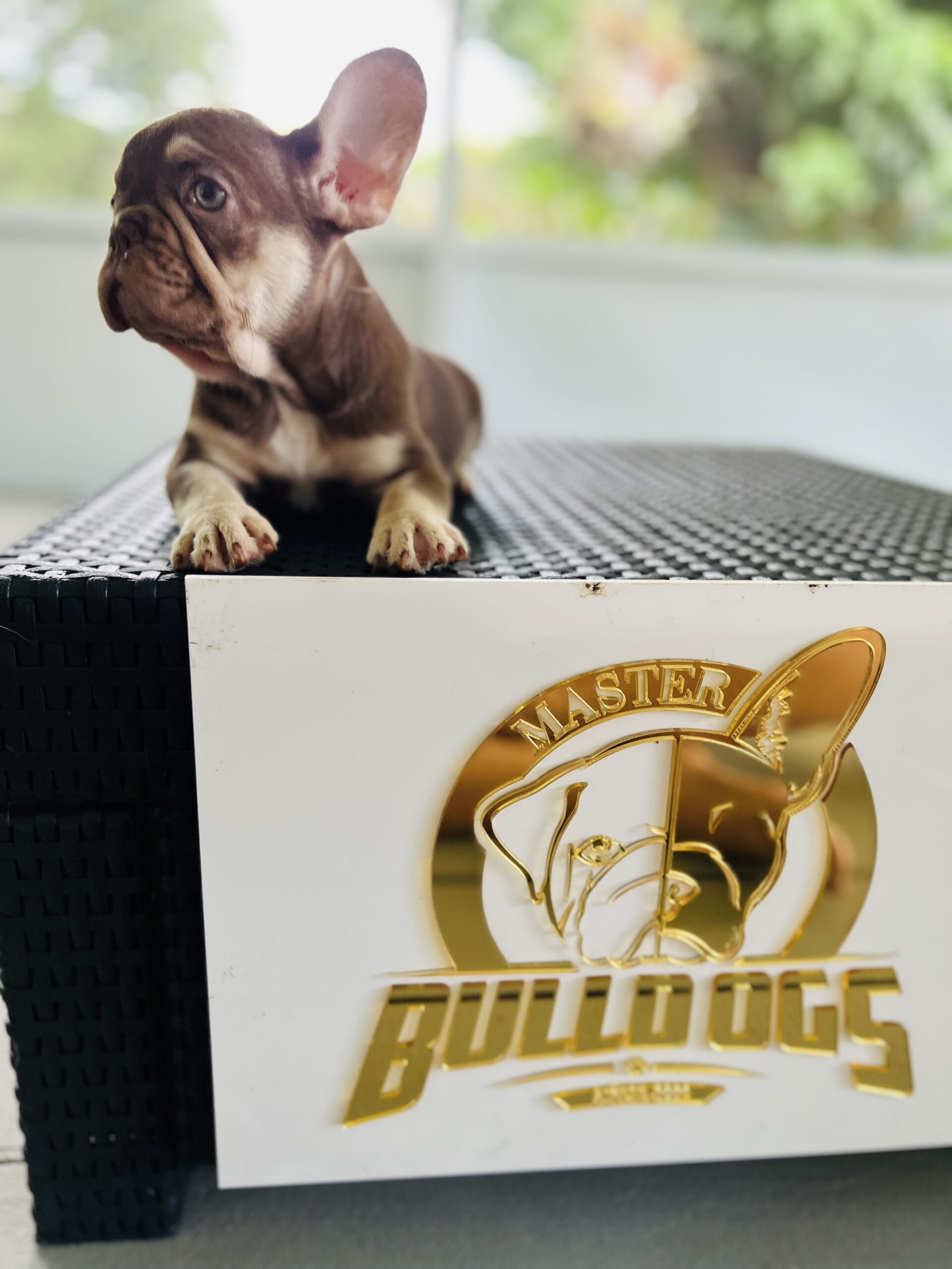 Big Rope Frenchies: Unraveling their Genetics - 3