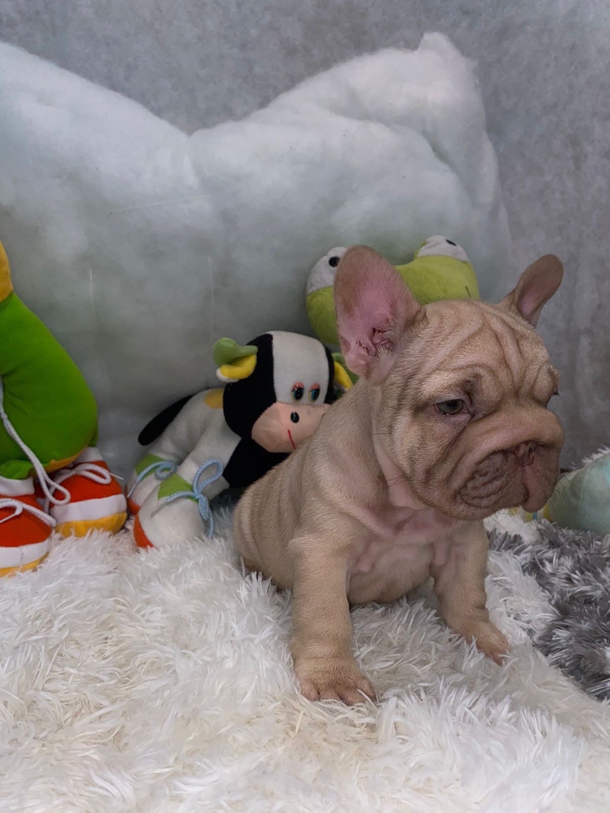 English Bulldogs: History, Temperament, and Training - 7