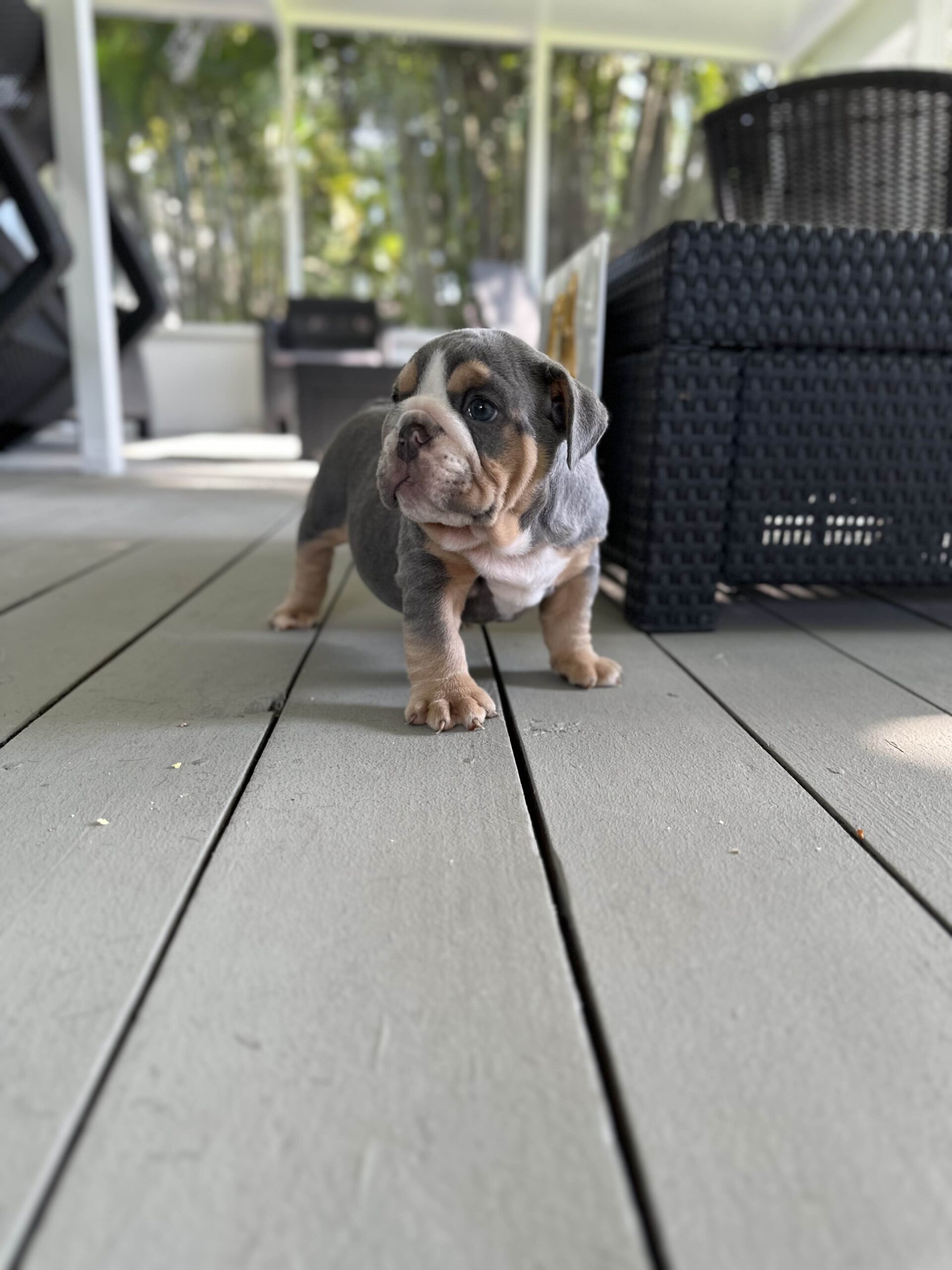 The Colorful Canines: Pink Husky Koi Frenchies and their Unique Aesthetic - 6