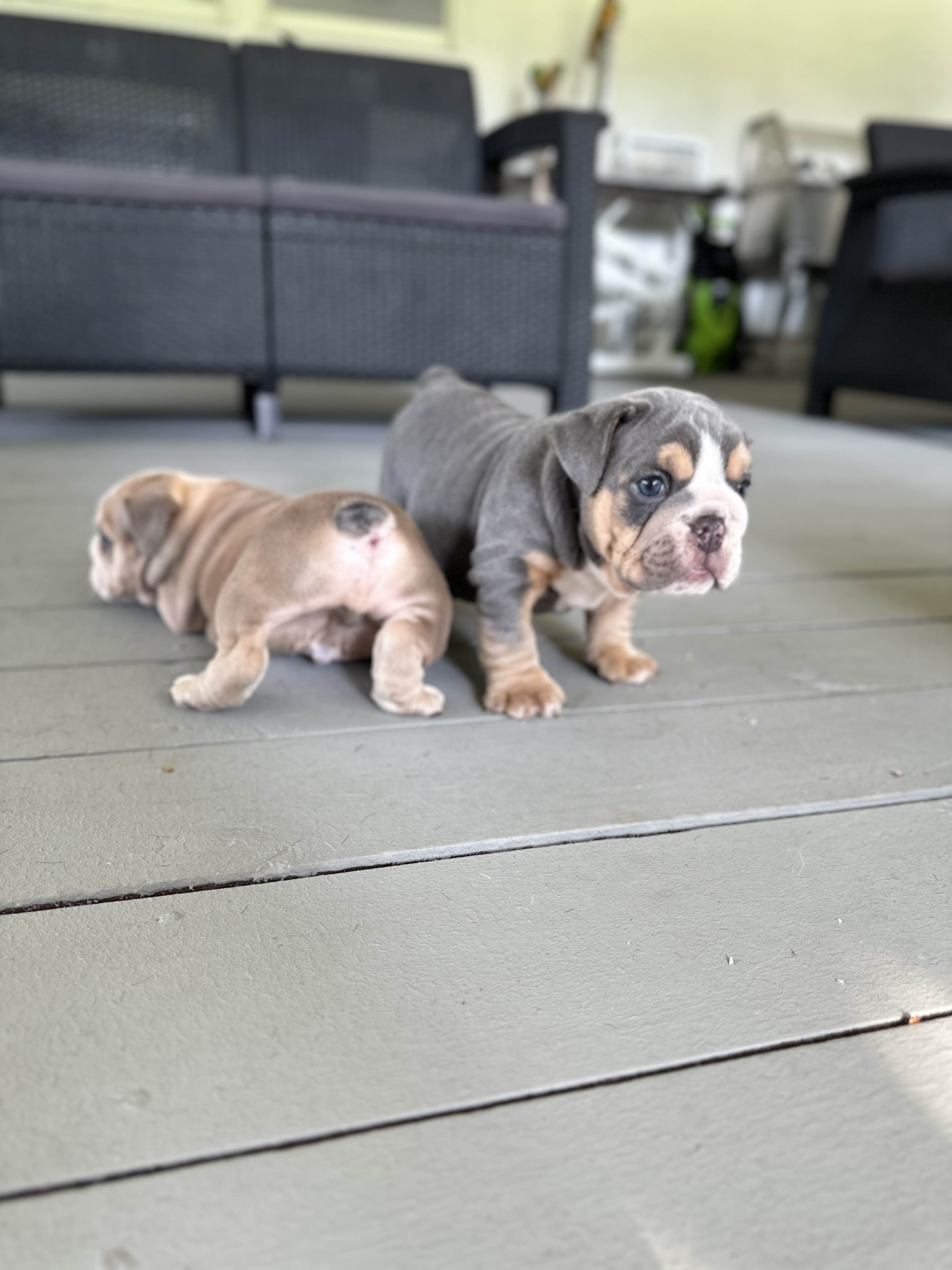 The Colorful Canines: Pink Husky Koi Frenchies and their Unique Aesthetic - 8