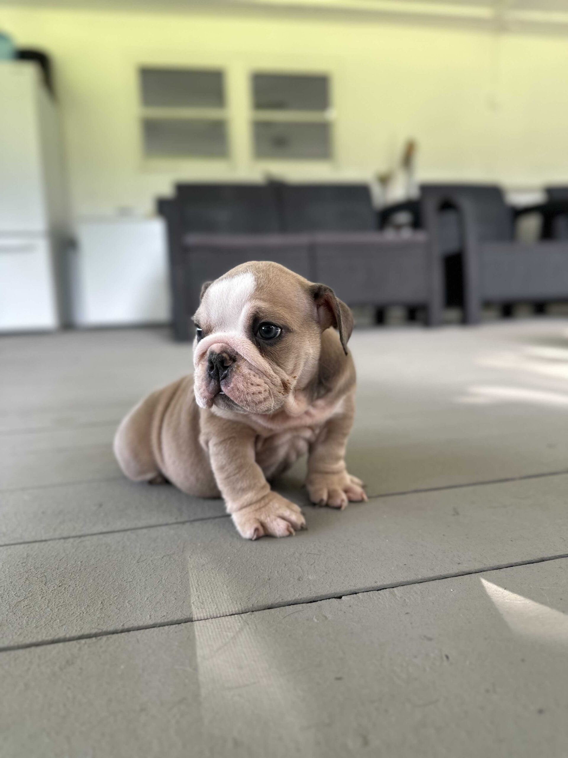 French Bulldog Big Rope Male , master bulldogs Tavo - 3