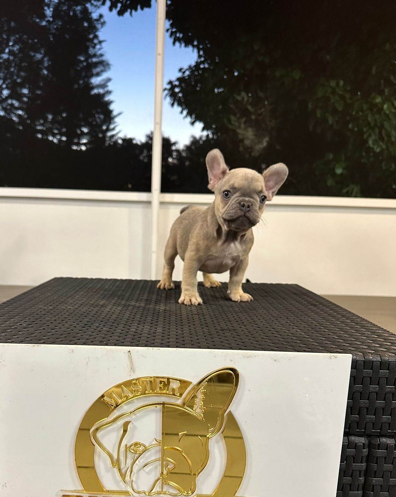 Mastering the Art of Especial Training for English Bulldogs