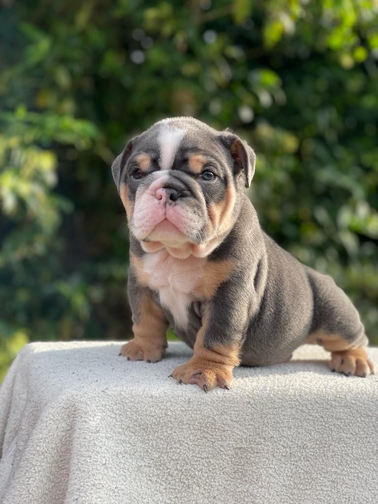 French Bulldog lilac fawn female,Master Bulldogs Antonella - 5