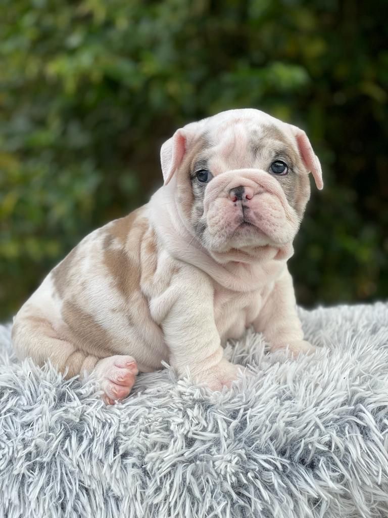 English Bulldog lilac fawn male available now - 7