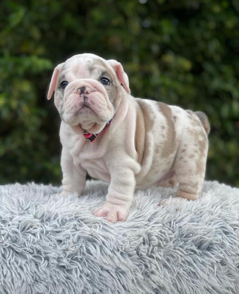 English Bulldog lilac fawn male available now