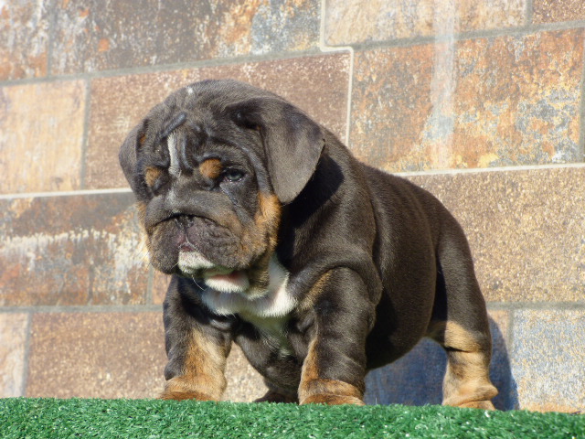 English bulldog lilac tree male available