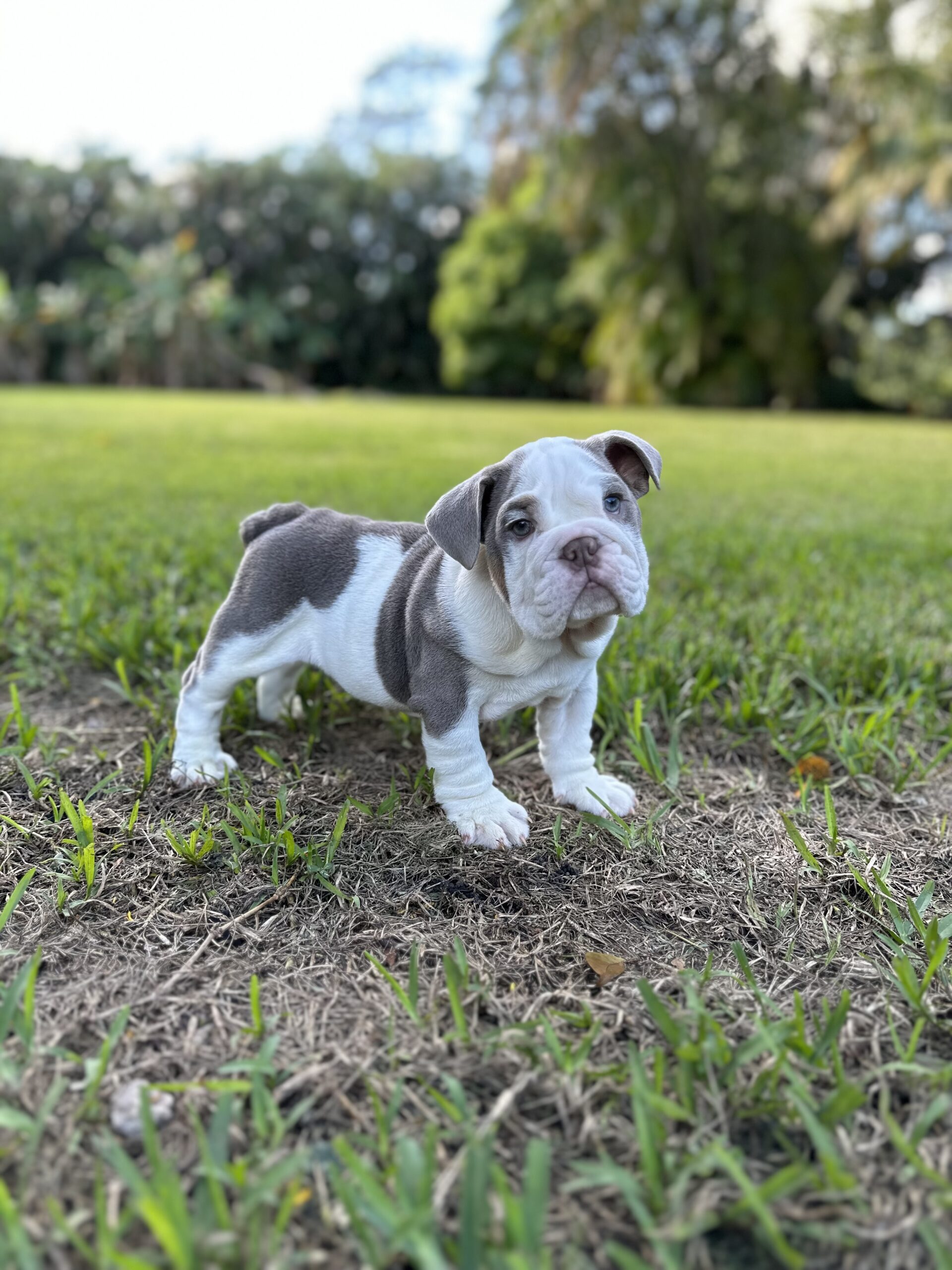 french bulldog Platinum Big rope velvet female available , Master bulldogs La Abuela - 3