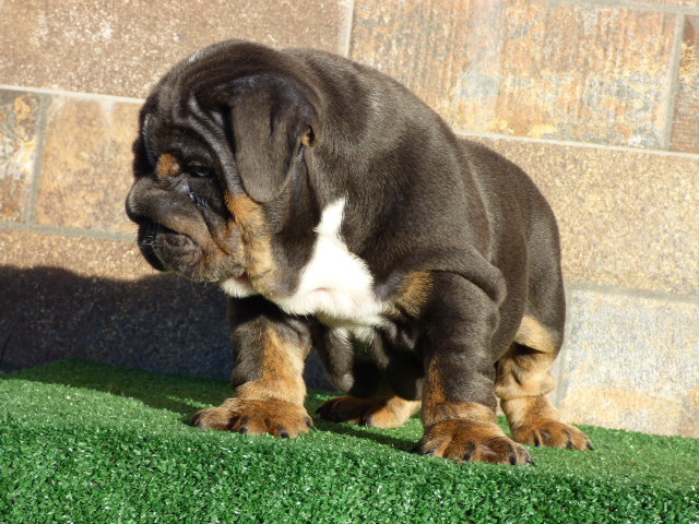 English bulldog lilac tree male available - 5