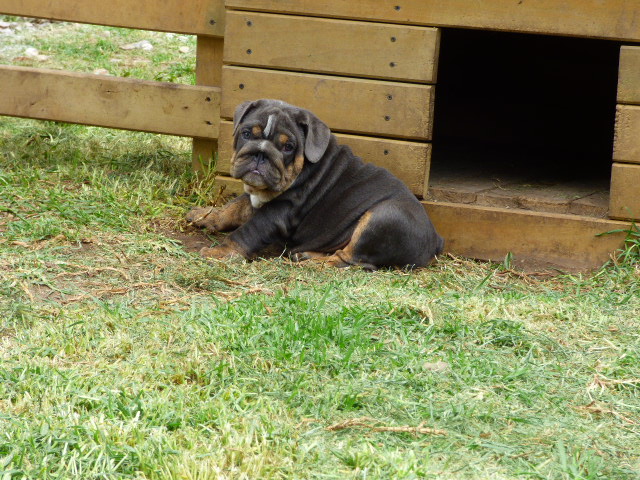 English bulldog lilac tree male available - 3